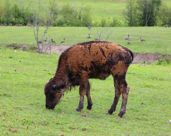 American bison or simply bison, also known as the American buffalo or simply buffalo, is a North American species of bison that once roamed the grasslands of North America in vast herds