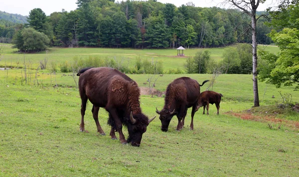 American bison or simply bison, also known as the American buffalo or simply buffalo, is a North American species of bison that once roamed the grasslands of North America in vast herds