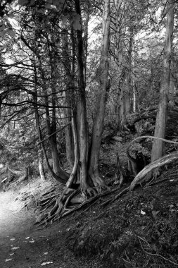 Vahşi ormandaki büyük ağaçlar