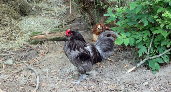 Tupp Även Känd Som Tupp Eller Kuk Hane Gallinaceous Fågel — Stockfoto