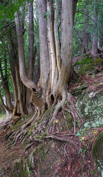 Vahşi ormandaki büyük ağaçlar