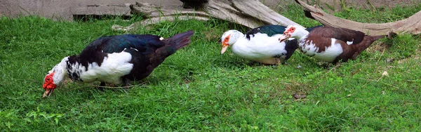 Московська Качка Cairina Moschata Велика Качка Рідна Америки — стокове фото