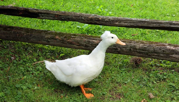 Crested Ras Inhemska Anka Den Fördes Förmodligen Till Europa Från — Stockfoto