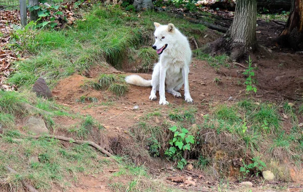 Αρκτικός Λύκος Polar White Wolf Είναι Ένα Υποείδος Του Gray — Φωτογραφία Αρχείου