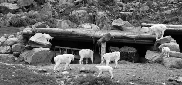 Hegyi Kecske Más Néven Rocky Mountain Kecske Egy Patás Emlős — Stock Fotó