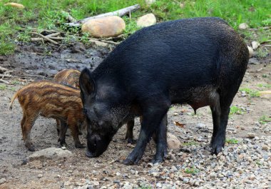 Domuzlar ve anne yaban domuzu (Sus scrofa) ya da bilinen adıyla 