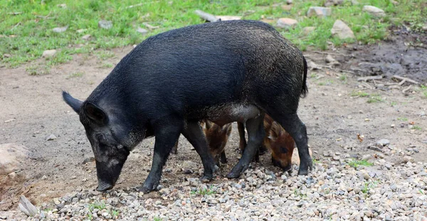 小猪和母猪野猪 Sus Scrofa 也被称为 Wild Pig 或简称 Wild Pig 是原产于欧亚大陆和北非的一种动物 — 图库照片