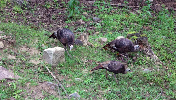 Oiseaux Sauvages Sur Prairie Forêt — Photo