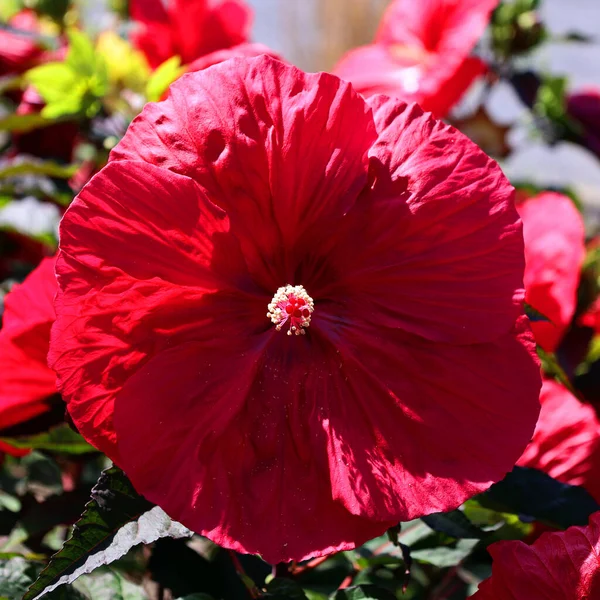 Hibiscus Genere Piante Fiore Della Famiglia Delle Malvaceae Abbastanza Grande — Foto Stock