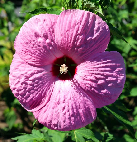 히비스커스 Hibiscus Malvaceae 현화식물 속이다 상당히 지역에 자생하는 생물을 포함하고 — 스톡 사진