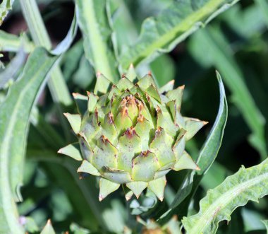 Cardoon (Cynara cardunculus), ayçiçeği familyasından bir devedikeni. Doğal yollardan oluşan ve aynı zamanda birçok ekili biçime sahip bir türdür.