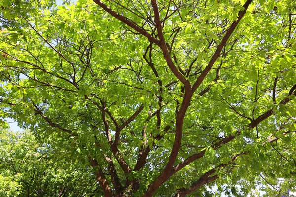 Green Leaves Tree Branches — Stock Photo, Image