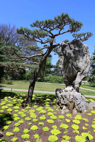 Hermoso Jardín Verde Día Soleado —  Fotos de Stock