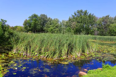 Nilüfer Tarlası. Nymphaeaceae çiçekli bir bitki ailesidir. Bu ailenin fertlerine genelde nilüferler denir.