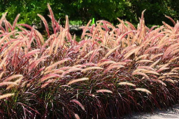 Poaceae Gramineae Una Familia Grande Casi Omnipresente Plantas Con Flores — Foto de Stock