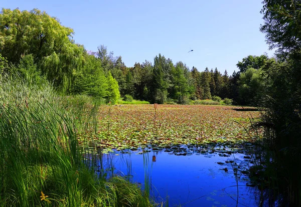 Seerosenfeld Nymphaeaceae Ist Eine Familie Blühender Pflanzen Mitglieder Dieser Familie — Stockfoto