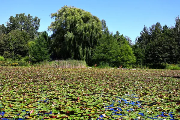 Seerosenfeld Nymphaeaceae Ist Eine Familie Blühender Pflanzen Mitglieder Dieser Familie — Stockfoto