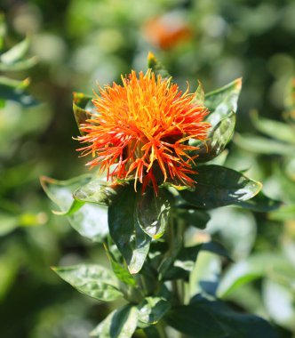 Safra Çiçeği (Carthamus tinctorius), devedikeni benzeri, yüksek dallı, otçul bir bitkidir. Tohumlardan elde edilen bitkisel yağlar için üretilir.