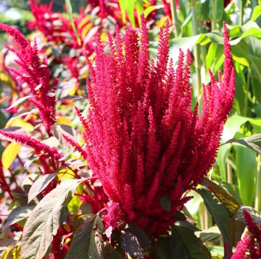 Milletler, dünyanın dört bir yanında tahıl ya da tahıl olarak yetişen, son derece değişken, küçük tohumlu otlardan oluşan bir gruptur..