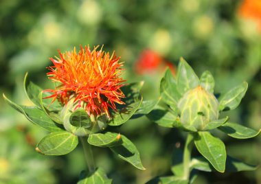 Safra Çiçeği (Carthamus tinctorius), devedikeni benzeri, yüksek dallı, otçul bir bitkidir. Tohumlardan elde edilen bitkisel yağlar için üretilir.