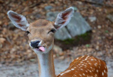 Fallow deer (Dama dama), Cervidae familyasından bir memeli türü. Bu yaygın tür Batı Avrasya 'ya özgüdür.