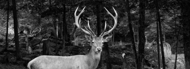 Kızıl geyikler, dört odalı mideyle karakterize edilen geviş getiren hayvanlardır. Genetik kanıtlar, geleneksel olarak tanımlanan kırmızı geyiğin bir tür grubu olduğunu gösteriyor.
