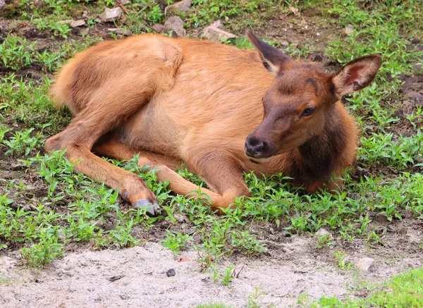 Ελάφι Μοσχάρι Wapiti Είναι Ένα Από Μεγαλύτερα Είδη Εντός Της — Φωτογραφία Αρχείου