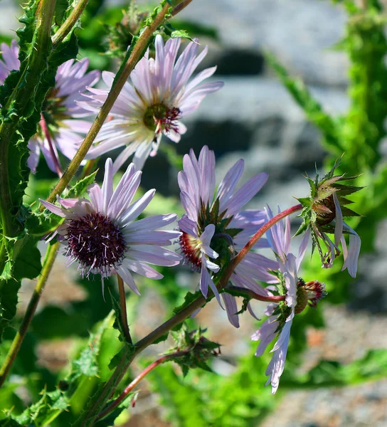 Mooie Bloemen Zonnige Tuin — Stockfoto