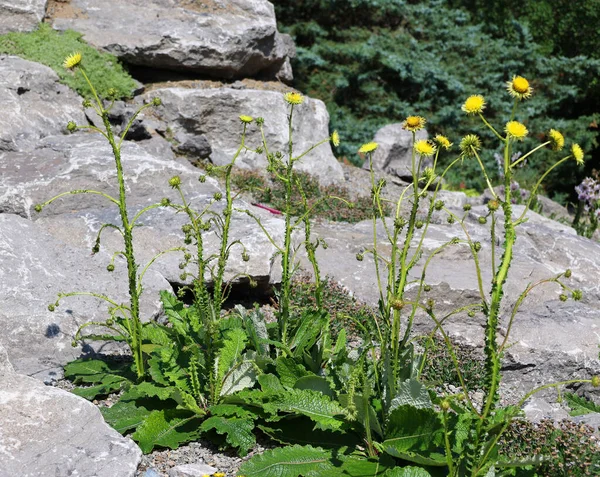 Mooie Bloemen Zonnige Tuin — Stockfoto