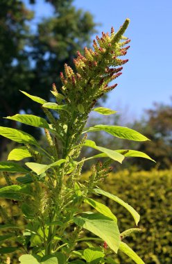 Milletler, dünyanın dört bir yanında tahıl ya da tahıl olarak yetişen, son derece değişken, küçük tohumlu otlardan oluşan bir gruptur..