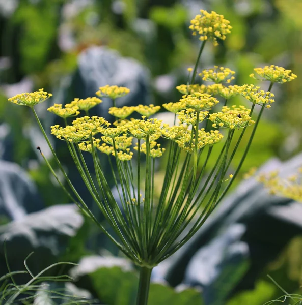 Dill Anethum Graveolens Annual Herb Celery Family Apiaceae Only Species — Stock Photo, Image