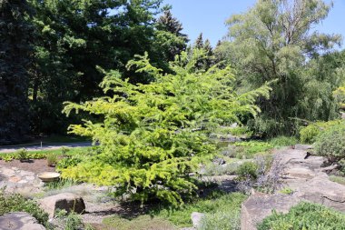 Güneşli bir günde Güzel yeşil bahçe