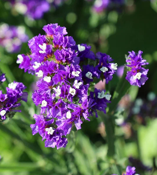 Achillea millefolium, Asteraceae familyasından bir bitki türü. Asya ve Avrupa 'da Kuzey Yarımküre' nin ılıman bölgelerinde bulunur.