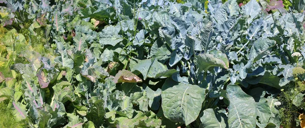 Cavoli Rapa Cavoli Foglia Appartengono Gruppo Cultivar Cavolo Brassica Oleracea — Foto Stock