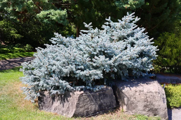 ブルー グリーン ホワイトスプルース コロラドブルースプルース Picea Pungens トウヒの一種です — ストック写真