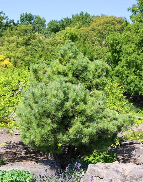 Pinus Strobus Comumente Chamado Pinheiro Branco Norte Pinheiro Weymouth Britânico — Fotografia de Stock