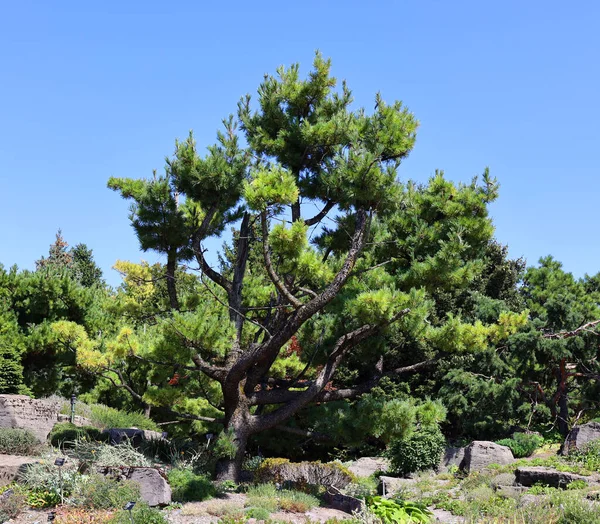 ピヌス ストロバス Pinus Strobus 一般的に東 北の白松またはウェイマス パイン Weymouth Pine と呼ばれ — ストック写真