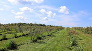 Hippophae, Elaeagnaceae familyasından bir deniz dikenlisidir. Dikenli deniz kuşunun adı boynuzların karışmasını önlemek için kullanılabilir.