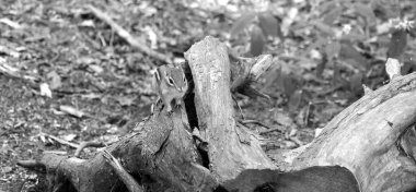 Doğu sincabı (Tamias striatus), sincapgiller (Felidae) familyasından bir sincap türü..