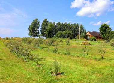 Hippophae, Elaeagnaceae familyasından bir deniz dikenlisidir. Dikenli deniz kuşunun adı boynuzların karışmasını önlemek için kullanılabilir.