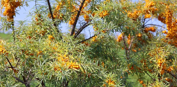 Fruit of Hippophae is a genus of sea buckthorns, deciduous shrubs in the family Elaeagnaceae. The name sea buckthorn may be hyphenated to avoid confusion with the buckthorns