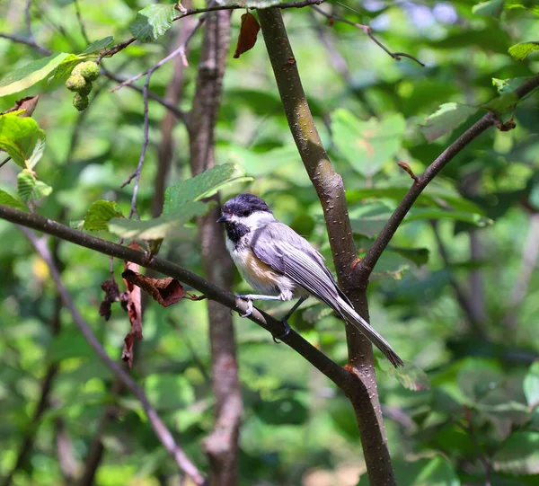 Black Capped Chickadee Poecile Atricapillus Small Nonmigratory North American Songbird — Foto de Stock