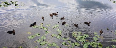 yaban ördekleri gölde yüzmek