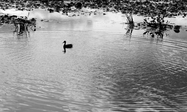 Pato Selvagem Nadando Lago — Fotografia de Stock