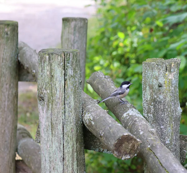 Black Capped Chickadee Poecile Atricapillus Small Nonmigratory North American Songbird — Stockfoto