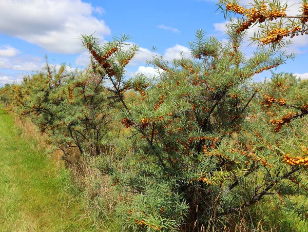 河马属 Hippophae 是海象科 Elaeagnaceae 中的一种海象属 Sea Buckthorns 是落叶灌木 沙棘的名称可以用连字符表示 以避免与沙棘混淆 — 图库照片