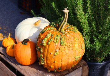 Montreal, Quebec, Kanada 'da büyük dekoratif balkabağı ve kabak çeşitleri var.