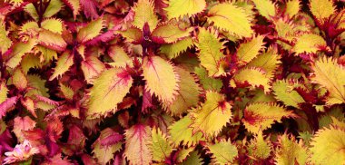 Coleus, Lamiaceae familyasından bir bitki cinsidir..