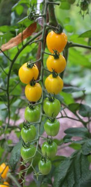 Sarı elma şeklinde domates, şimdi tam zamanı. Bu AAS Galibi inanılmaz bir bahçe performansı sunuyor. Lezzetli, tatlı, narin bir tadı ve etli bir dokusu olan eşsiz bir elma şeklindeki meyve..