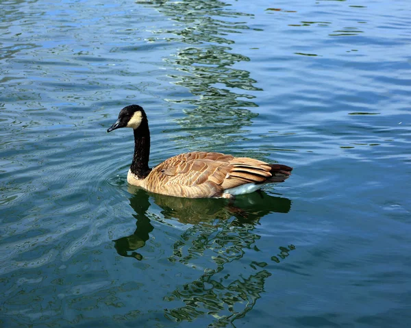 Kanada Kazı Branta Canadensis Familyasından Siyah Başlı Boynunda Beyaz Lekeler — Stok fotoğraf